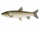 Amur biały