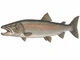 Głowacica