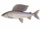 Lipień