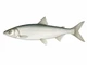 Sielawa