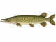 Szczupak