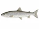 Troć wędrowna