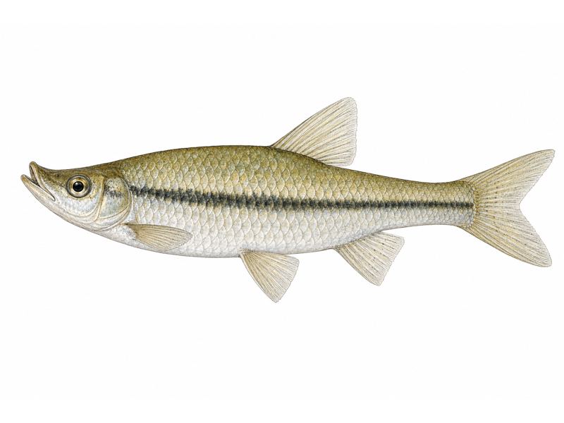 Czebaczek amurski