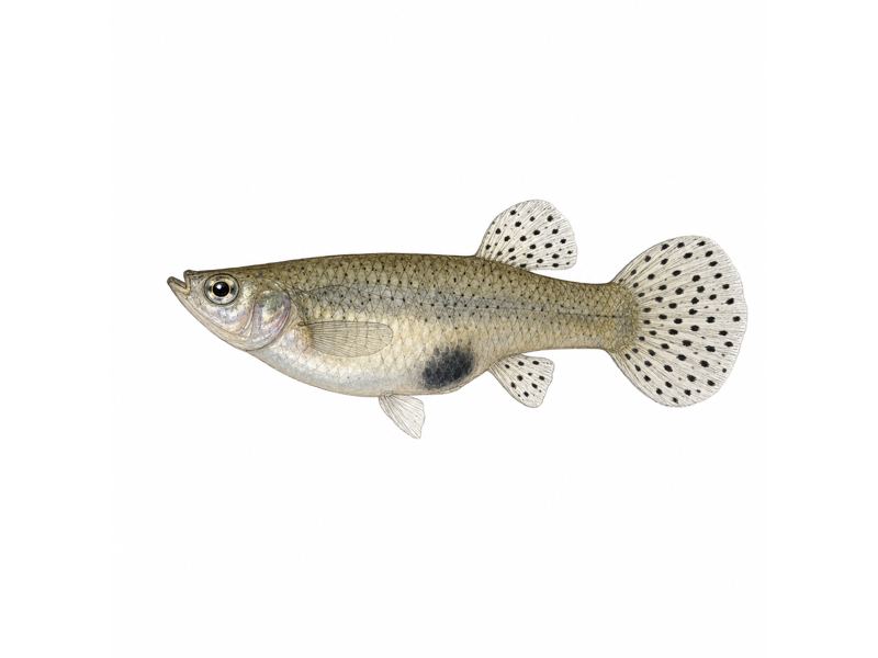 Gambuzja kropkowana