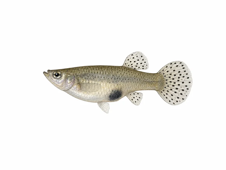 Gambuzja kropkowana