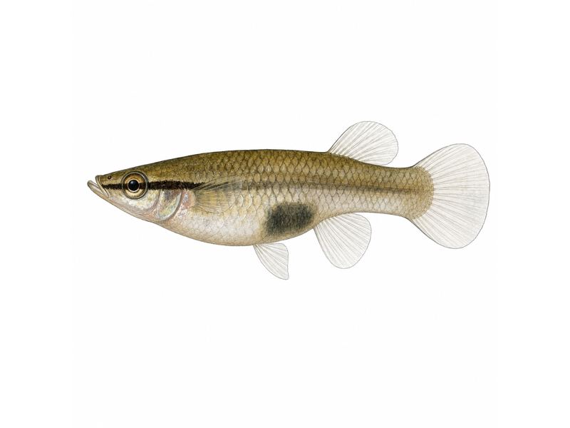 Gambuzja pospolita