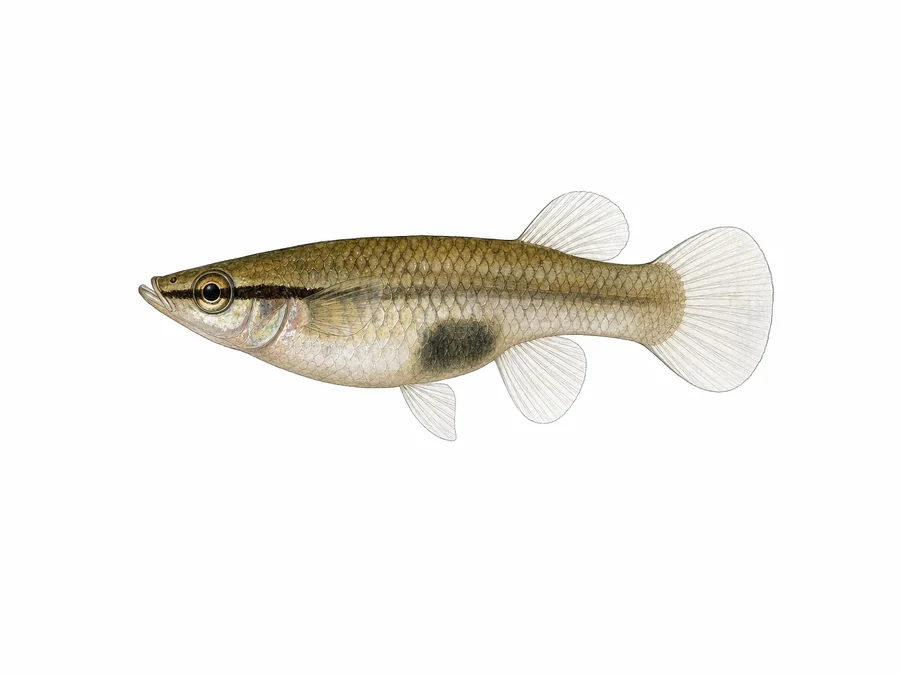 Gambuzja pospolita
