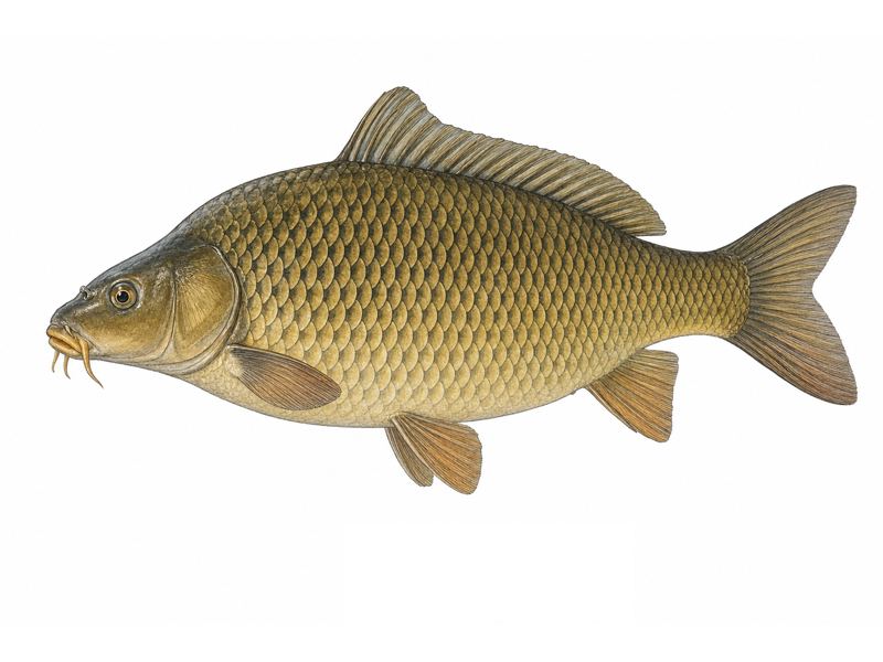 Karp