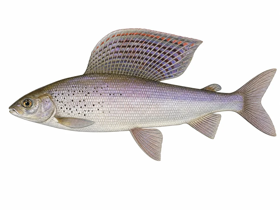 Lipień