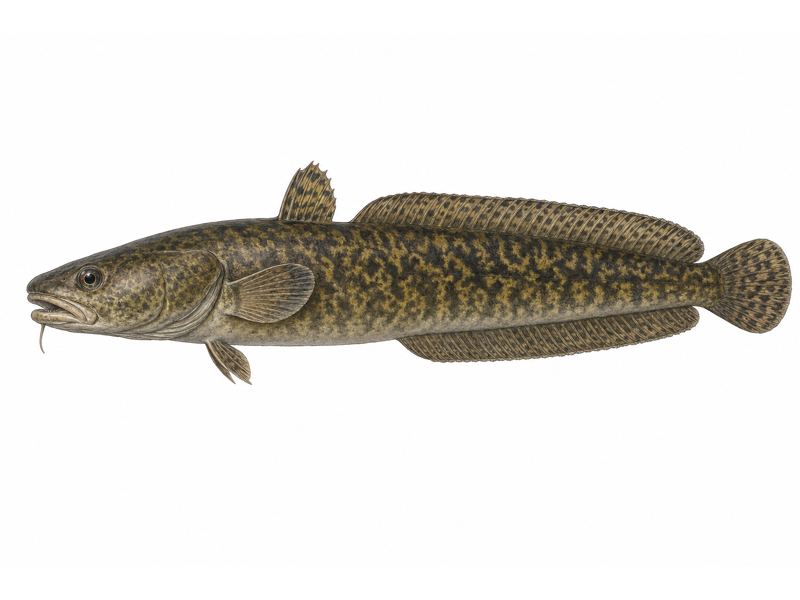 Miętus