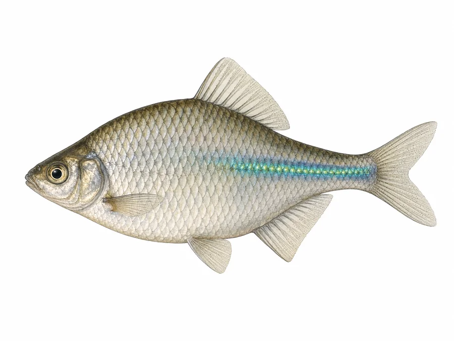 Różanka