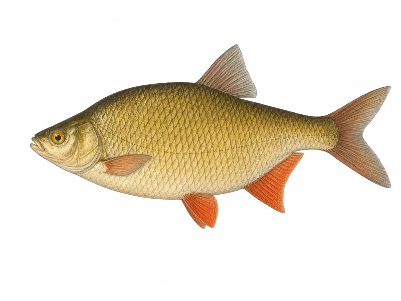 Wzdręga